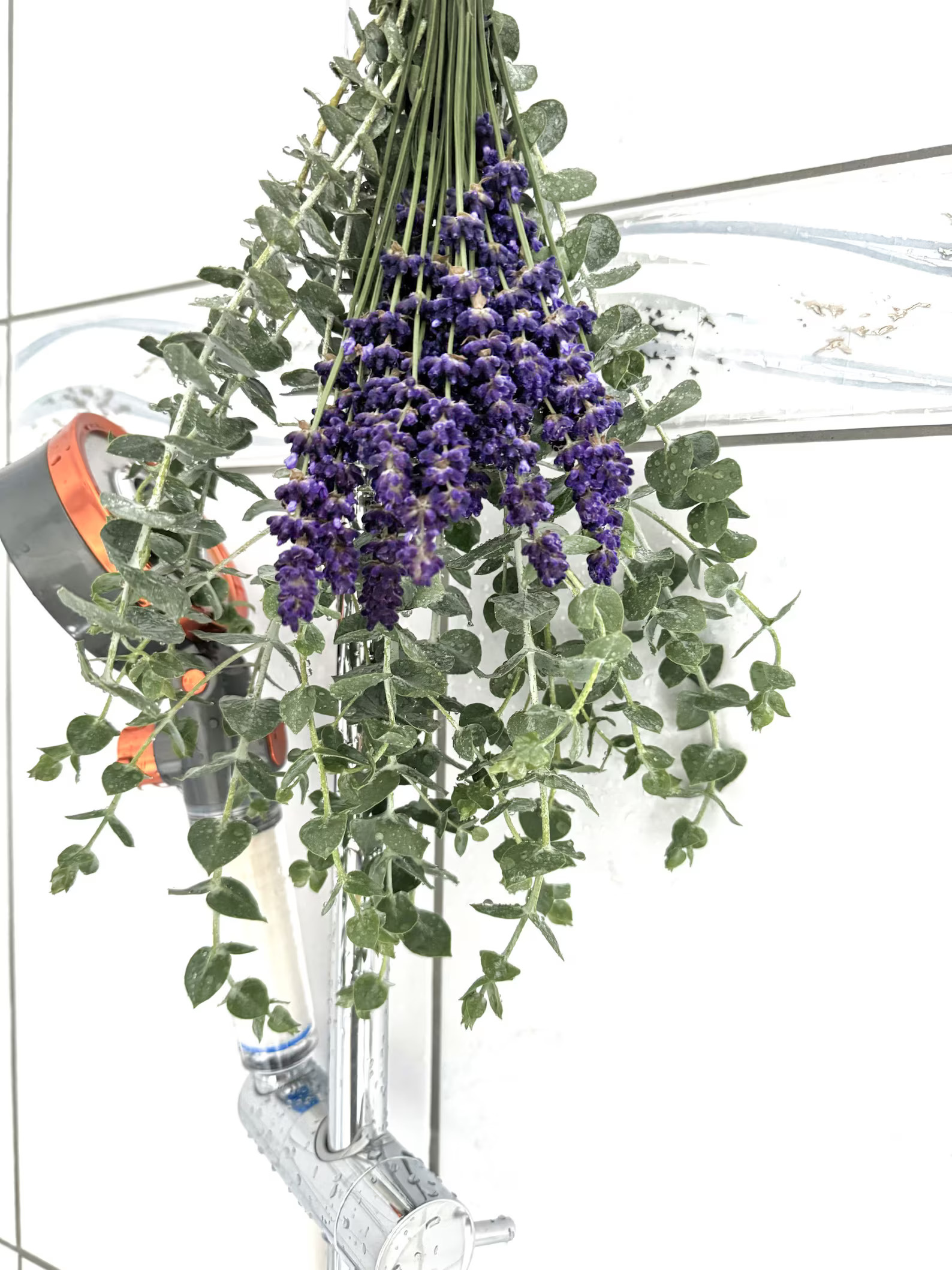 lavender